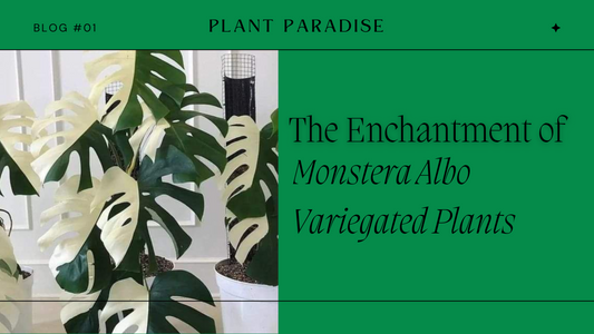 "Unveiling Botanical Rarity: The Enchantment of Monstera Albo Variegated Plants"