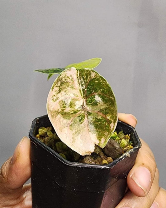 Rare Alocasia Azlanii Variegated Small Plant With Phytosanitary Certificate