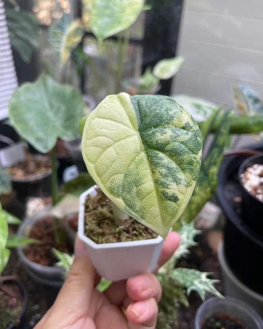 Rare Alocasia Melo Aurea Variegated Plant For Indoor Outdoor Gardening With Phytosanitary