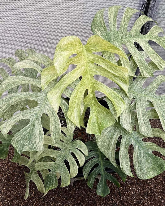 Rare Monstera Borsegiana Full Mint Variegated Plant With Phytosanitary