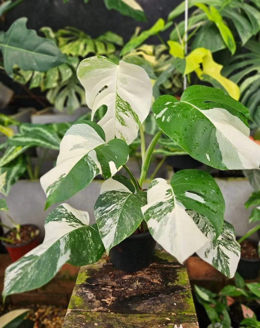 Rare Monstera Borsigiana ALBO Variegated Indoor Outdoor Rooted Planting Nodes Cuttings With Phytosanitary