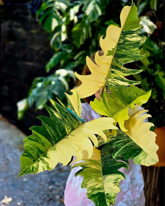 Rare Philodendron Caramel Marble Variegated Plant: Exquisite Botanical Beauty